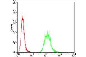 Flow cytometric analysis of A431 cells using EZR mouse mAb (green) and negative control (red). (Ezrin 抗体  (AA 292-464))