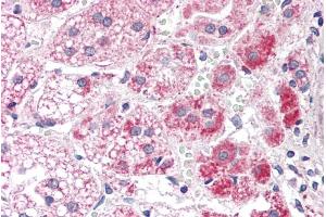 ABIN571186 (5µg/ml) staining of paraffin embedded Human Adrenal Gland. (ALDH3A2 抗体  (Internal Region))