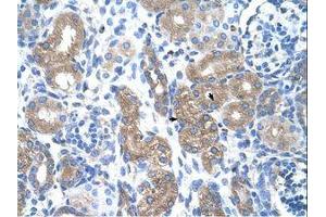 Image no. 1 for anti-Prostaglandin-Endoperoxide Synthase 1 (Prostaglandin G/H Synthase and Cyclooxygenase) (PTGS1) (AA 51-100) antibody (ABIN203401)