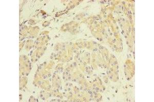 Immunohistochemistry of paraffin-embedded human pancreatic tissue using ABIN7162443 at dilution of 1:100 (P2RX3 抗体  (AA 44-317))