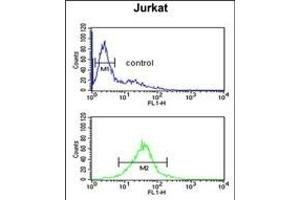 TF Antibody (C-term) (ABIN651633 and ABIN2840338) flow cytometric analysis of Jurkat cells (bottom histogram) compared to a negative control cell (top histogram). (TFAP4 抗体  (C-Term))