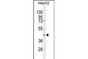 TMLHE Antibody (N-term) (ABIN654701 and ABIN2844393) western blot analysis in HepG2 cell line lysates (35 μg/lane). (TMLHE 抗体  (N-Term))