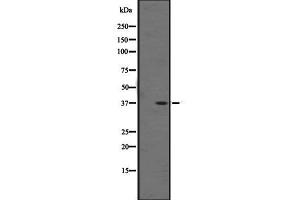 Western blot analysis of OR1F1 expression in K562 cell line lysate ,The lane on the left is treated with the antigen-specific peptide. (OR1F1 抗体  (C-Term))