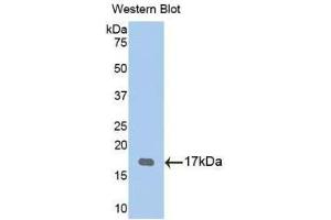 Western blot analysis of the recombinant protein. (TPSG1 抗体  (AA 99-244))