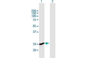 Western Blot analysis of GINS2 expression in transfected 293T cell line by GINS2 MaxPab polyclonal antibody. (GINS2 抗体  (AA 1-185))