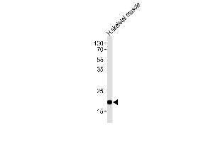 Western blot analysis of lysate from human skeletal muscle tissue lysate, using COX6A2 Antibody (Center) (ABIN653569 and ABIN2842945). (COX6A2 抗体  (AA 37-66))