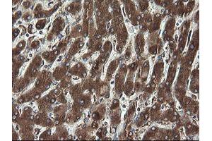 Image no. 4 for anti-Receptor Accessory Protein 5 (REEP5) antibody (ABIN1500659)