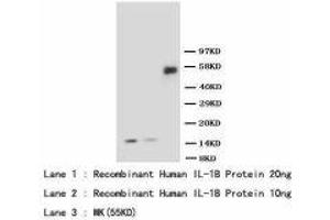 Image no. 1 for anti-Interleukin 1, beta (IL1B) (AA 249-269) antibody (ABIN1493418)
