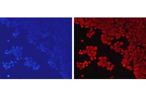 Immunofluorescence analysis of 293T cells using MonoMethyl-Histone H3-K79 Polyclonal Antibody (Histone 3 抗体  (meLys79))