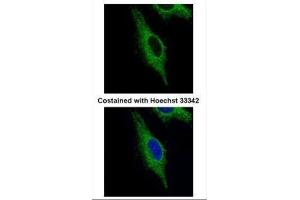 ICC/IF Image Confocal immunofluorescence analysis (Olympus FV10i) of paraformaldehyde-fixed HeLa, using TRIM23, antibody (Green) at 1:500 dilution. (TRIM23 抗体  (N-Term))