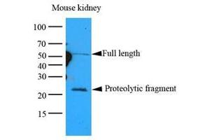 Cell lysates of Mouse kidney lysates (35 ug) were resolved by SDS-PAGE, transferred to nitrocellulose membrane and probed with anti-human GPC4 (1:1000). (GPC4 抗体  (AA 401-529))