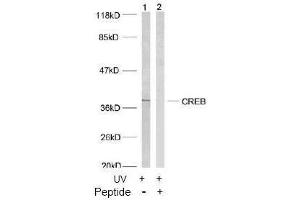 Image no. 2 for anti-cAMP Responsive Element Binding Protein 1 (CREB1) (Ser133) antibody (ABIN197188) (CREB1 抗体  (Ser133))