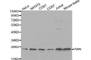 Western blot analysis of extracts of various cell lines, using RAN antibody. (RAN 抗体)