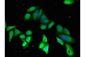 Immunofluorescent analysis of HepG2 cells using ABIN7147508 at dilution of 1:100 and Alexa Fluor 488-congugated AffiniPure Goat Anti-Rabbit IgG(H+L) (PDE2A 抗体  (AA 15-226))