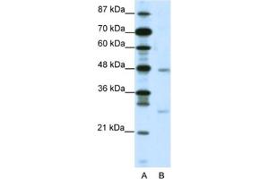 Western Blotting (WB) image for anti-MAX Dimerization Protein 4 (MXD4) antibody (ABIN2460570)