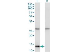 Western Blot analysis of HINT1 expression in transfected 293T cell line by HINT1 monoclonal antibody (M05), clone 2D7. (HINT1 抗体  (AA 1-126))