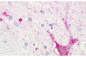Image no. 1 for anti-Trace Amine Associated Receptor 5 (TAAR5) (Extracellular Domain) antibody (ABIN1049382) (TAAR5 抗体  (Extracellular Domain))