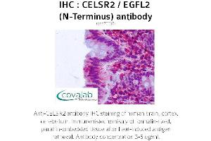 Image no. 1 for anti-Cadherin EGF LAG Seven Pass G-Type Receptor 2 (CELSR2) (Extracellular Domain), (N-Term) antibody (ABIN1732970) (CELSR2 抗体  (Extracellular Domain, N-Term))