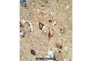 Formalin-fixed and paraffin-embedded human brain tissue reacted with COX5A Antibody (Center), which was peroxidase-conjugated to the secondary antibody, followed by DAB staining. (COX5A 抗体  (Middle Region))