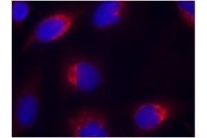 Image no. 1 for anti-Ephrin B2 (EFNB2) (AA 328-332) antibody (ABIN197418) (Ephrin B2 抗体  (AA 328-332))