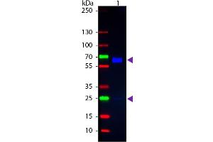 Western blot of Fluorescein conjugated Goat Anti-Rat IgA (Alpha chain) secondary antibody. (山羊 anti-大鼠 IgA (Heavy Chain) Antibody (FITC) - Preadsorbed)