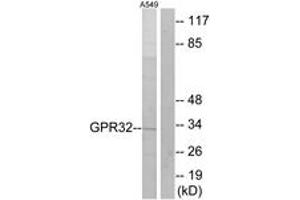 Western blot analysis of extracts from A549 cells, using GPR32 Antibody.