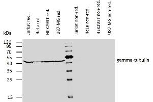 Western blotting analysis of human gamma-tubulin using mouse monoclonal antibody TU-32 on lysates of various cell lines under reducing and non-reducing conditions. (TUBG1 抗体  (AA 434-449))