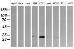 Image no. 3 for anti-Kallikrein 8 (KLK8) antibody (ABIN1498963) (Kallikrein 8 抗体)