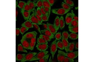 Immunofluorescence (IF) image for anti-Ribosomal Protein SA (RPSA) antibody (ABIN6939957)