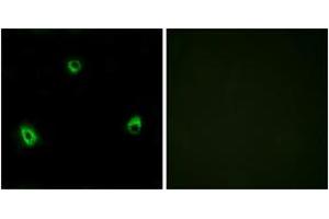 Immunofluorescence (IF) image for anti-Olfactory Receptor, Family 10, Subfamily A, Member 4 (OR10A4) (AA 261-310) antibody (ABIN1535793)