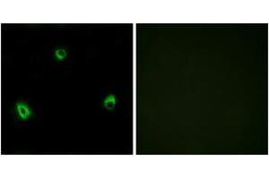 Immunofluorescence analysis of MCF7 cells, using OR10A4 Antibody. (OR10A4 抗体  (AA 261-310))