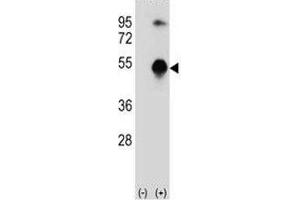 Western blot analysis of GATA3 antibody and 293 cell lysate (2 ug/lane) either nontransfected (Lane 1) or transiently transfected (2) with the GATA3 gene. (GATA3 抗体  (AA 235-263))