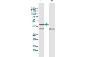 Western Blot analysis of COX10 expression in transfected 293T cell line by COX10 MaxPab polyclonal antibody. (COX10 抗体  (AA 1-443))