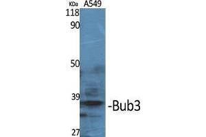 Western Blot (WB) analysis of specific cells using Bub3 Polyclonal Antibody. (BUB3 抗体  (C-Term))