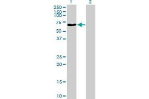 Western Blot analysis of NAGA expression in transfected 293T cell line by NAGA MaxPab polyclonal antibody. (NAGA 抗体  (AA 1-411))