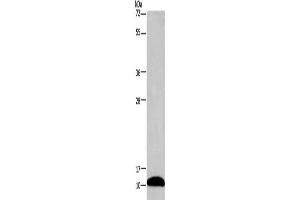 Gel: 12 % SDS-PAGE, Lysate: 40 μg, Lane: Mouse brain tissue, Primary antibody: ABIN7130557(PCP4 Antibody) at dilution 1/1000, Secondary antibody: Goat anti rabbit IgG at 1/8000 dilution, Exposure time: 2 minutes (PCP4 抗体)