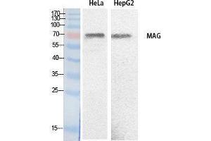 Western Blotting (WB) image for anti-Myelin Associated Glycoprotein (MAG) (Internal Region) antibody (ABIN3178533) (MAG 抗体  (Internal Region))