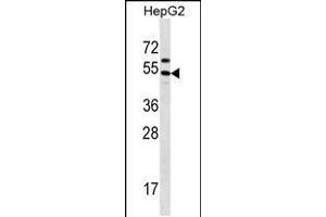 Western blot analysis in HepG2 cell line lysates (35ug/lane). (GRHL1 抗体  (AA 294-322))
