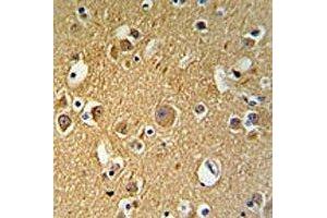 TUBB2C antibody IHC analysis in formalin fixed and paraffin embedded human brain tissue (TUBB2C 抗体  (AA 99-125))