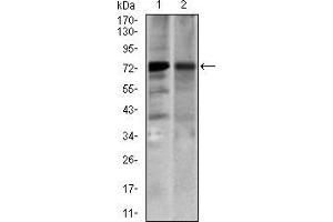 Western Blotting (WB) image for anti-Solute Carrier Family 27 (Fatty Acid Transporter), Member 5 (SLC27A5) (AA 508-570) antibody (ABIN1724761)