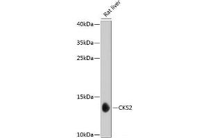 Western blot analysis of extracts of Rat liver using CKS2 Polyclonal Antibody at dilution of 1:1000. (CKS2 抗体)