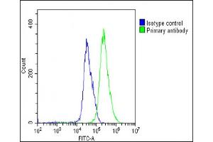 Overlay histogram showing U-251 MG cells stained with (ABIN6242650 and ABIN6578714)(green line). (SULF1 抗体  (AA 704-738))