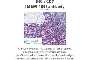 Image no. 1 for anti-CD7 (CD7) antibody (ABIN1724012) (CD7 抗体)