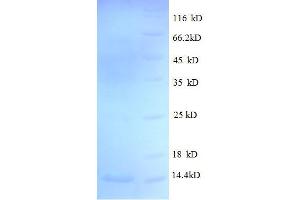 Heat Shock 10kDa Protein 1 (Chaperonin 10) (HSPE1) (AA 2-102), (full length) protein (His tag)