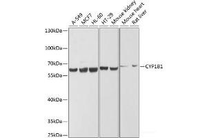 Western blot analysis of extracts of various cell lines using CYP1B1 Polyclonal Antibody at dilution of 1:1000. (CYP1B1 抗体)