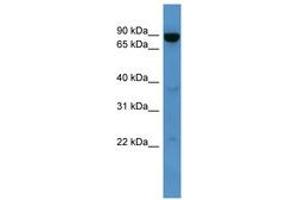 Image no. 1 for anti-ATP-Binding Cassette, Sub-Family B (MDR/TAP), Member 10 (ABCB10) (AA 231-280) antibody (ABIN6746223)