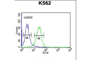 Flow cytometric analysis of K562 cells (right histogram) compared to a negative control cell (left histogram). (Claudin 15 抗体  (AA 128-157))