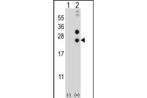 Western blot analysis of CSN1S1 (arrow) using rabbit polyclonal CSN1S1 Antibody (Center) (ABIN656838 and ABIN2846046). (Casein alpha S1 抗体  (AA 36-65))