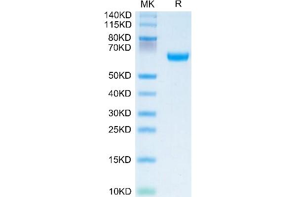 OSCAR Protein (AA 19-229) (Fc Tag)