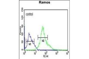 XBP1 Antibody (Center) (ABIN651279 and ABIN2840166) flow cytometric analysis of Ramos cells (right histogram) compared to a negative control cell (left histogram). (XBP1 抗体  (AA 62-91))